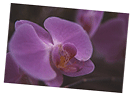 orchidee