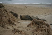 Sea Lion