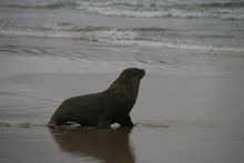 Sea Lion