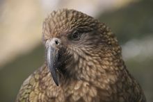 Kea