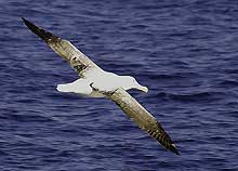 Wandering Albatross