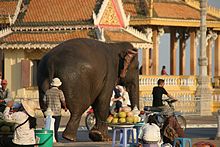 Elefant in der Großstadt