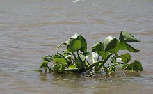 Schwimmpflanze auf dem Mekong