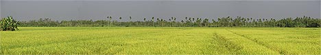 Paddy field