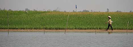 Reisfeld am Ufer des Mekong