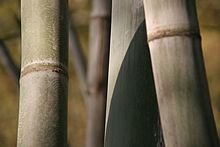 Bamboo