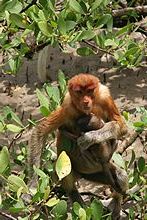 Proboscis Monkey